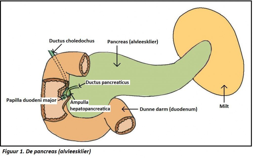 De pancreas (alvleesklier), bouw, ligging en functie Zo Werkt Het Lichaam De pancreas (alvleesklier), bouw, ligging en functie Zo Werkt Het Lichaam