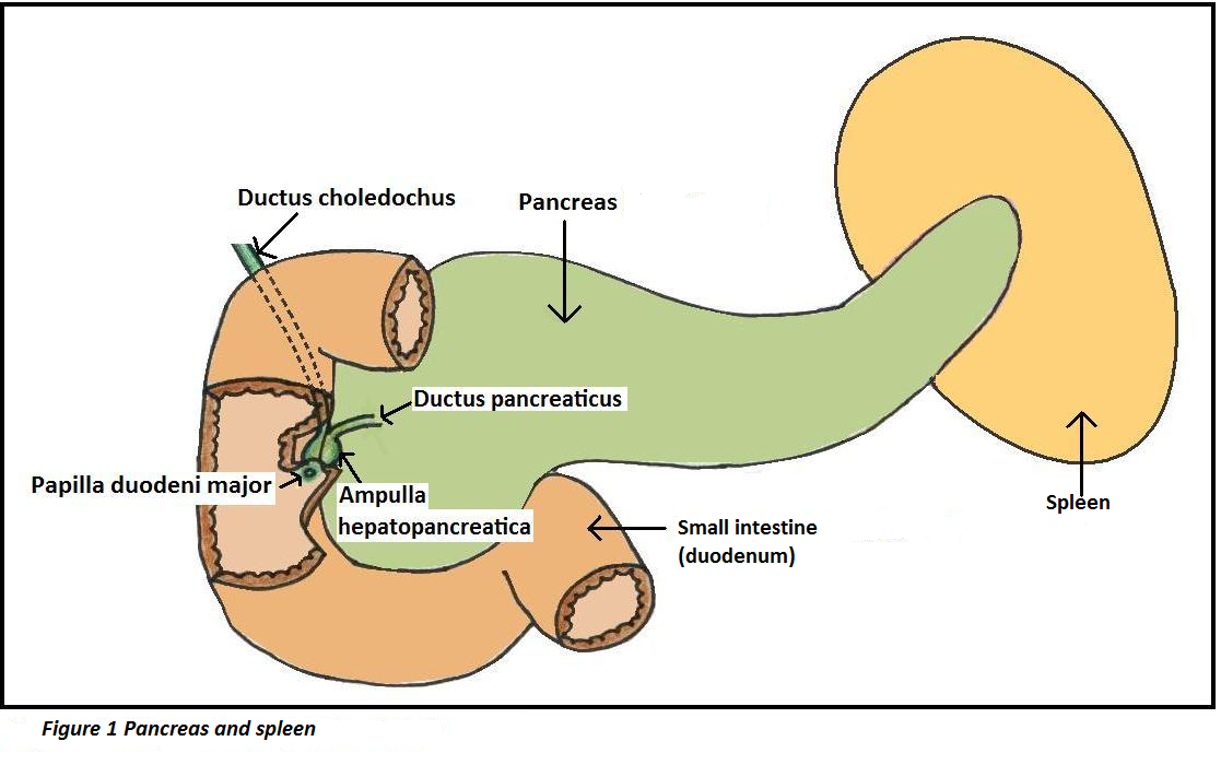 The spleen (anatomy and physiology of the spleen) Zo Werkt Het Lichaam